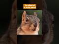 Telltale Tails | #DeepLook #Shorts