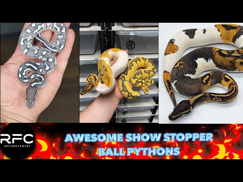 ANGOLAN AXANTHIC BALL?!? - November Picks!