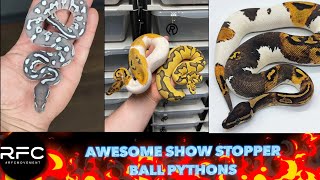 ANGOLAN AXANTHIC BALL! - November Picks!