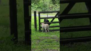 Scout Keeping An Eye On His Baby Cow