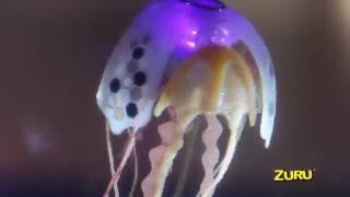 ROBO JellyFish