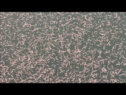 Swarm Of Marine Worms With Hooked Jaws In South Carolina