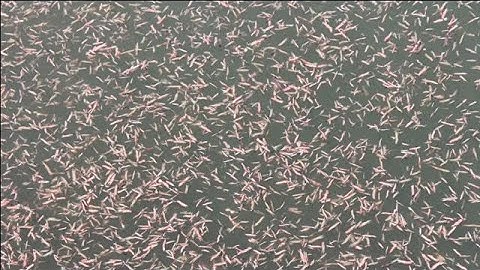 Swarm Of Marine Worms With Hooked Jaws In South Carolina