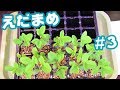えだまめ #3【ガーデニング】