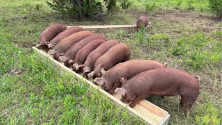 How I Feed our Pasture Raised Pigs