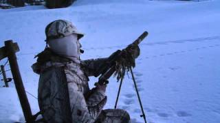 Охота на лису с манком Mini Predator (Nordik) Охота на лису с манком Mini Predator (Nordik)