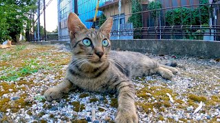 ツーリングの途中に公園に立ち寄ったら野良猫がいたのでナデナデしてきた