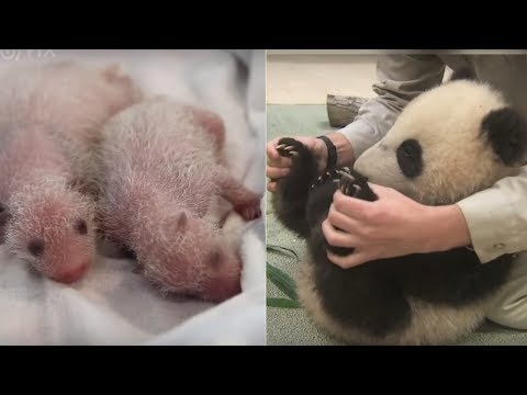 Vídeo: Tudo O Que Você Quer Saber Sobre Pandas