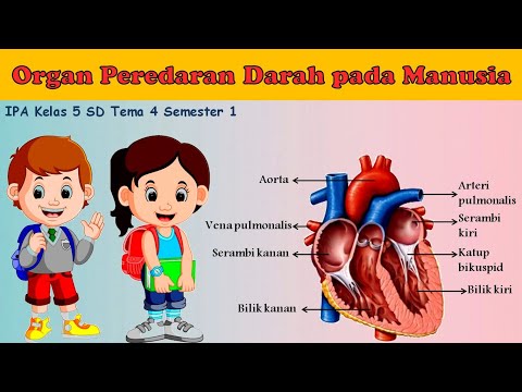 Video: Sistem Peredaran Darah: Fungsi, Organ, Penyakit