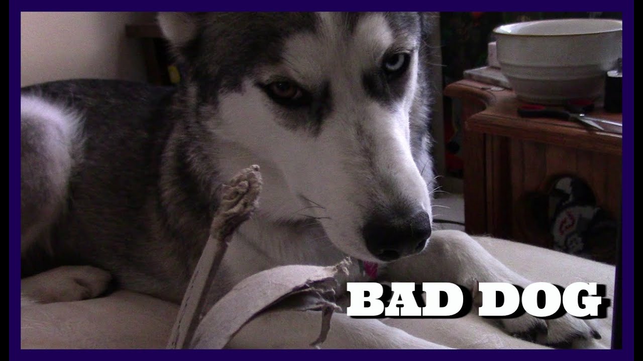 Bad Husky BAD DOG! SIBERIAN HUSKY AMBER DESTROY SPIRITHOODS HANGER!!!!!! - YouTube