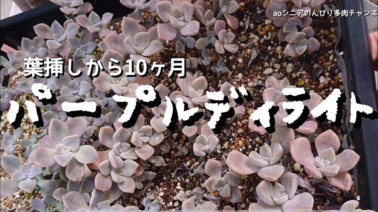 349][多肉植物]大好きパープルディライト😊2025年9月7日 - YouTube
