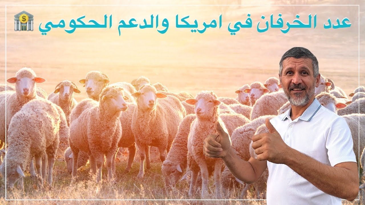 عدد الخرفان في امريكا والدعم الحكومي للفلاحين