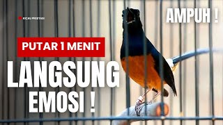 MURAI BATU GACOR FULL ISIAN TEMBAKAN KASAR KRETEKAN GANAS SANGAT AMPUH MEMANCING MURAI BATU EMOSI