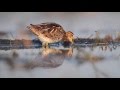 The common snipe -  Gallinago gallinago