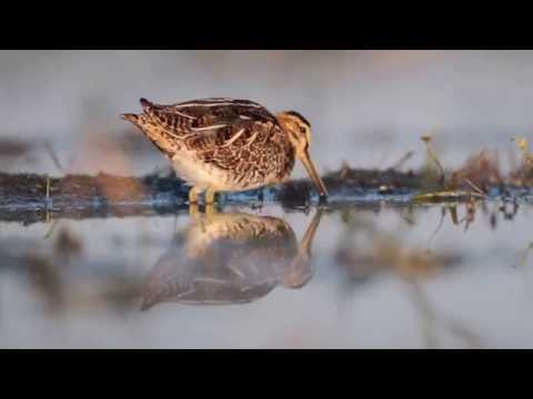 The common snipe