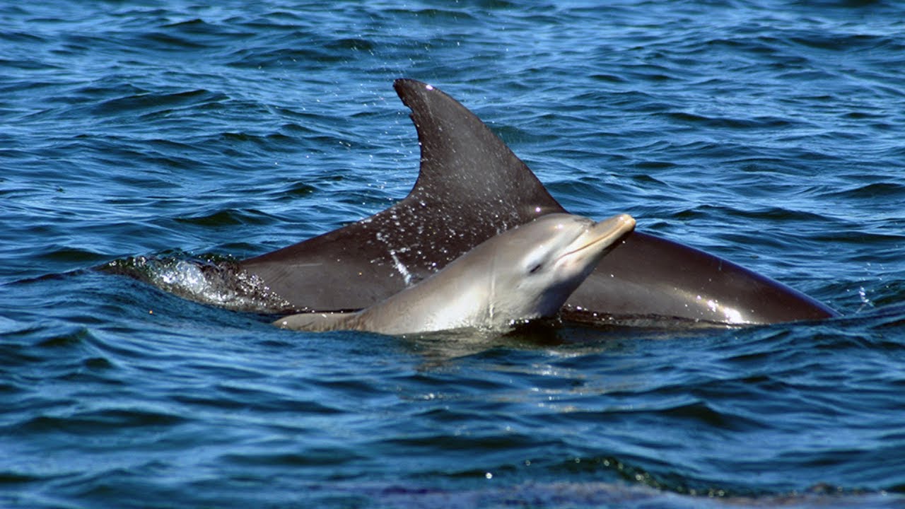 4k Swimming Dolphins & amazing Ocean Sounds and views - Australia No Music
