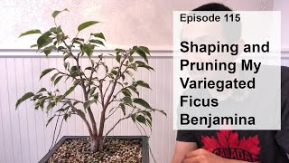 Episode 115, Shaping and Pruning My Variegated Ficus Benjamina