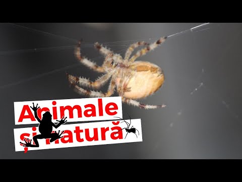 Video: Cum Vânează Păianjenii Săritori