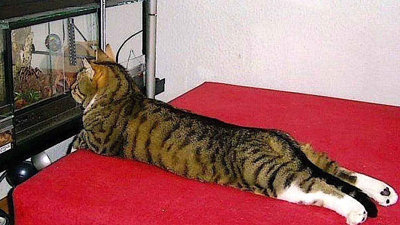 Самые смешные животные / Приколы с котами и собаками 2023 / LA #28