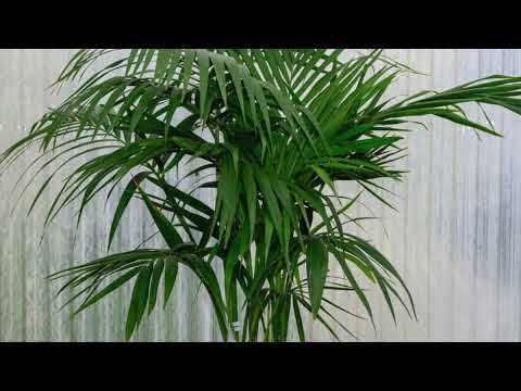 Video: Kentia Palm Growing - Cura della palma Kentia all'interno