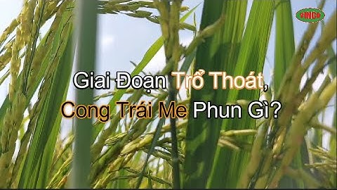 🌾Giai Đoạn Lúa Trổ Thoát, Cong Trái Me Phun Gì?