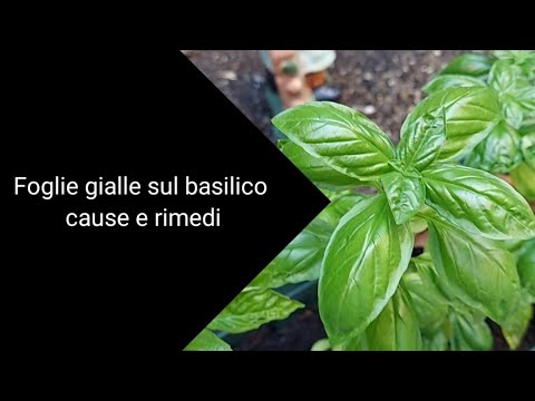 Video: Foglie di basilico giallastre - Cosa fa ingiallire le foglie di basilico