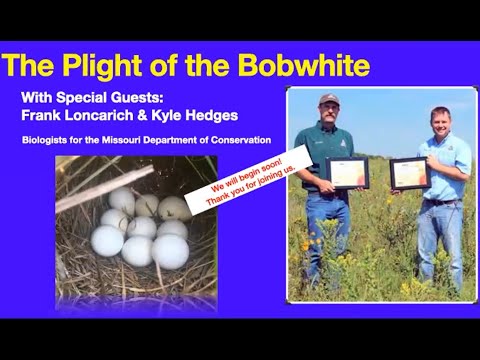 Bobwhite Quail Ecology and Management