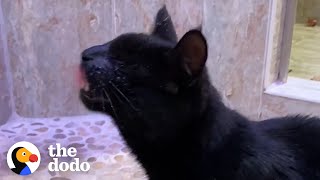 Blind Cat Demands A Shower Every Day | The Dodo