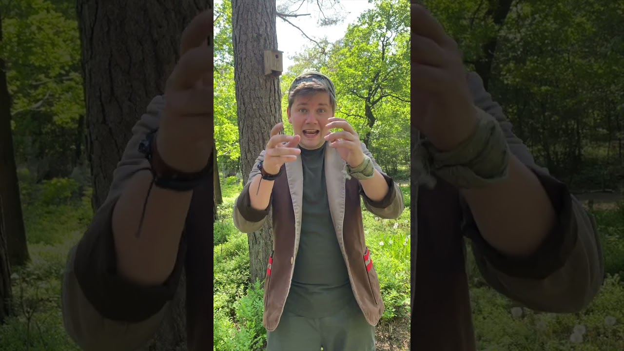 Kinderpretpark Julianatoren - Kriebelweken - Rode bosmier