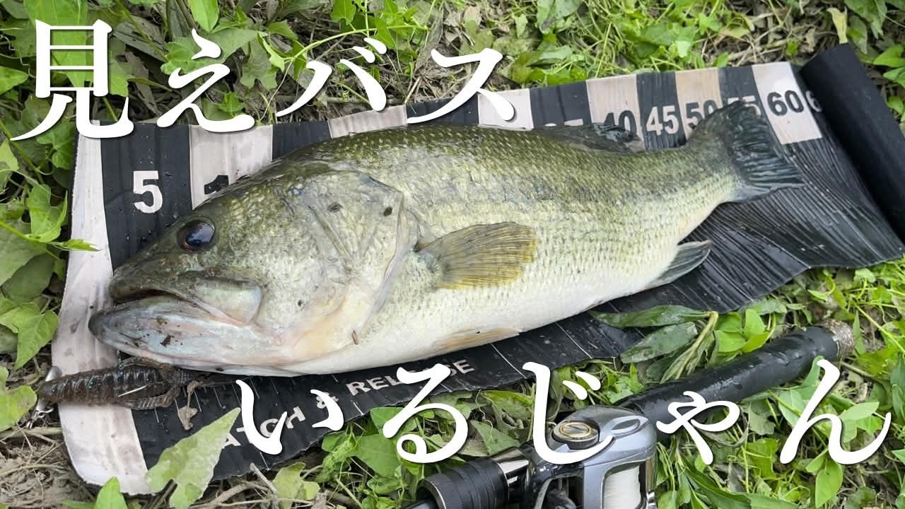 【夏のバス釣り】河川上流域の見えバスをサイトフィッシング【岡山/倉敷川】