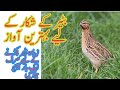 Quail Birds Sound For Hunting | Quail Mp3 voice | Batair Ki awaz | 1 Hour Quail sound For Hunting