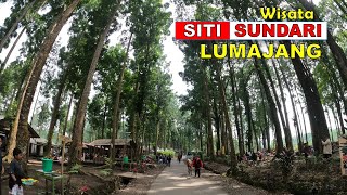 Wisata SITI SUNDARI Lumajang Jawa Timur - Wisata Baru di Hutan PINUS !!
