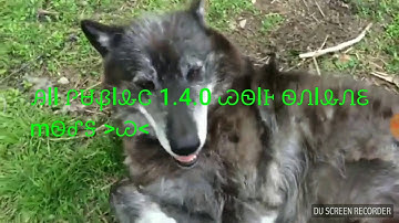 ALL PUBLIC 1.4.0 WOLF ONLINE MODS