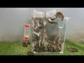 プラスチックパイプから作られた安全なネズミ捕り / プラスチックパイプを使ったネズミ捕りの作り方