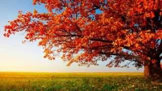 Vivaldi - Autumn - The Four Seasons - For Violins &amp; strings Continuo in F Major