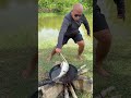 Ref:QuwKpPo12UE Lebranche frito #viralvideo #fishing #pesca #lineadepesca #fish #pescado #viral #viralshorts #shorts