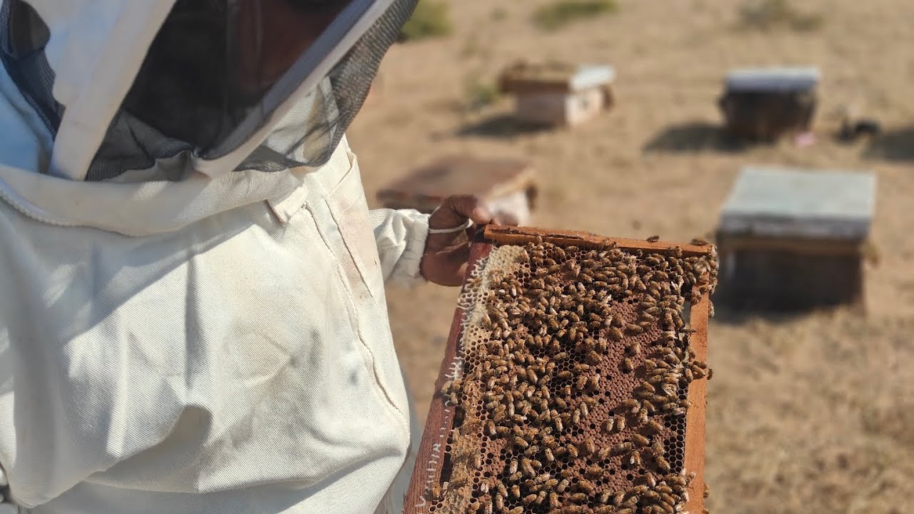 "Bee-yond Basics: Your Ultimate Guide to Honey Bee Keeping"