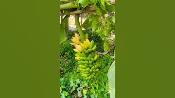 Fresh Ripe bananas 🍌 #shortvideo #fruit #shorts #ytshorts #banana #viralvideo