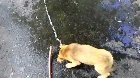 Puppy likes water