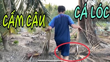 CẤM CÂU CÁ LÓC MƯU SINH CỦA NGƯỜI MIỀN TÂY || NDK Vlogs