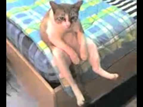 Chat Assis Comme Un Etre Humain Http Adf Ly Message Gratuit Blogspot Com Youtube Chat Assis Comme Un Etre Humain Http Adf Ly Message Gratuit Blogspot Com Youtube