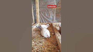 pied doves and white doves setup and breeding progress  #dove #breeding #birds