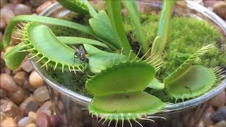 Amazing Freaks Of Nature - The Venus Flytrap Dionaea Muscipula