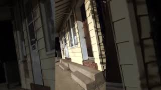 Racoon aclimbing (documentary)