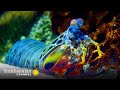 Marine Life Interactions and Adaptations