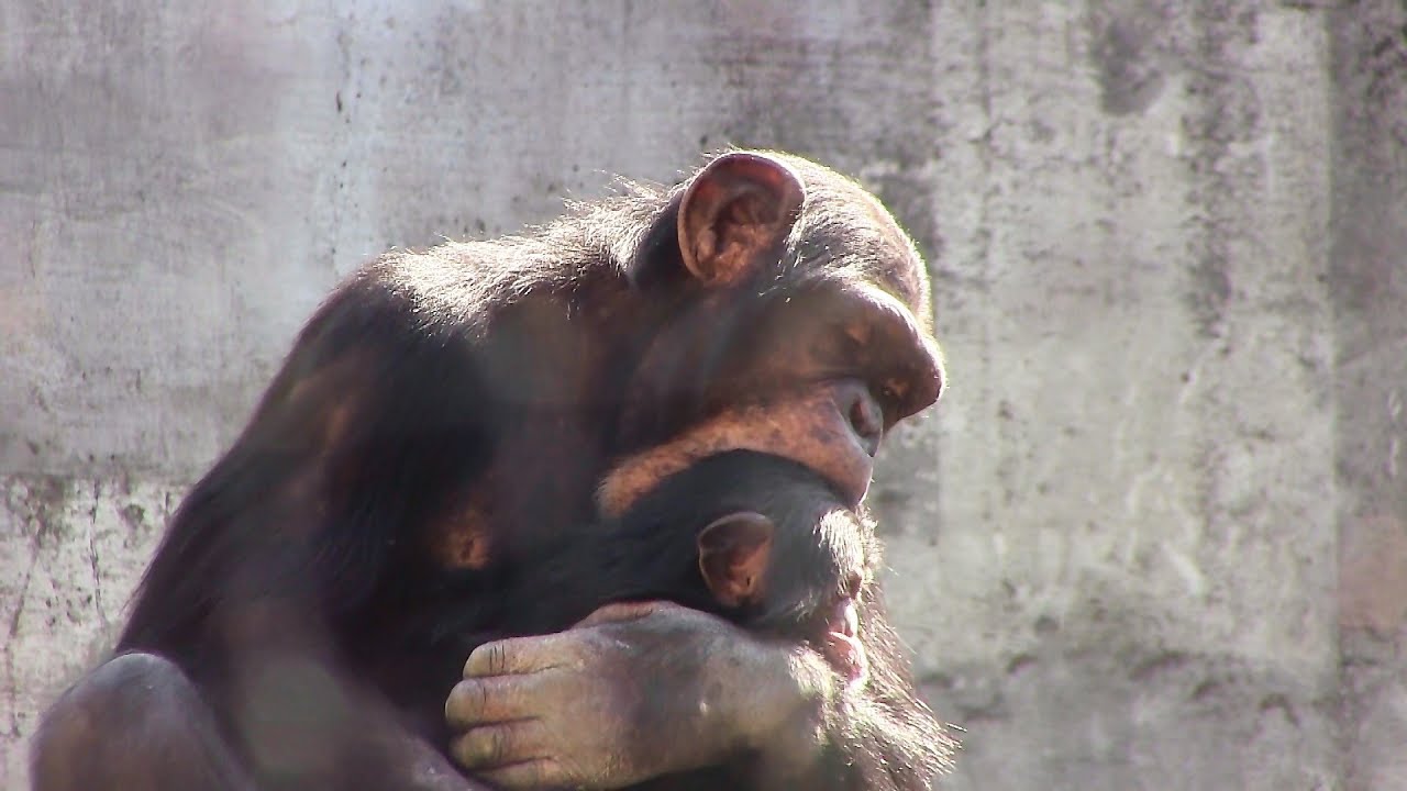 双子babyと兄リキ [ベビーシッター編]⑥ Twin babysitter Brother Riki