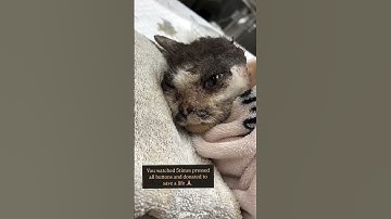 Please don’t scroll stay for a second #cat #cats #catvideos #catshorts