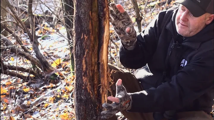 How To Read A Whitetail Buck Rub