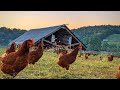 Le meilleur systme de poulet que jai jamais vu  ferme polyface