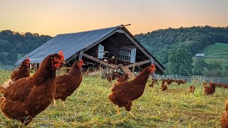 The BEST CHICKEN SYSTEM I have ever seen | Polyface Farm